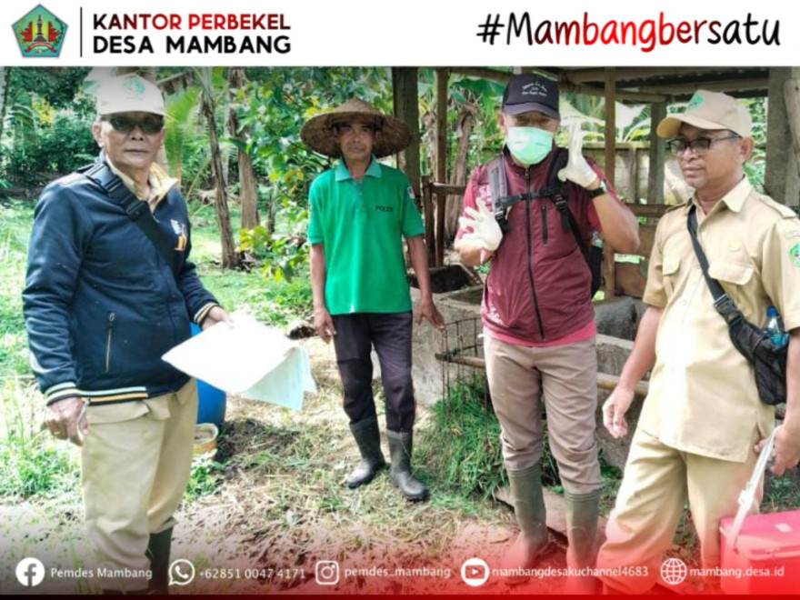 KEGIATAN VAKSIN PMK PADA SAPI DI DESA MAMBANG